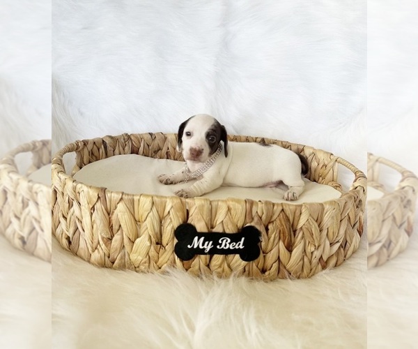Medium Photo #2 Dachshund Puppy For Sale in DAVIS, CA, USA
