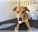 Small Labrador Retriever Mix