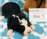 Small Photo #13 Bernese Mountain Dog Puppy For Sale in ATKINSON, NE, USA