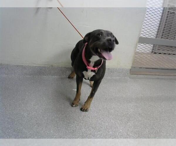Medium Photo #1 American Pit Bull Terrier-Unknown Mix Puppy For Sale in Pasadena, TX, USA