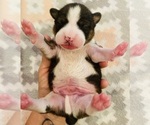 Small Photo #13 Basenji Puppy For Sale in TEXARKANA, TX, USA