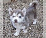 Small #5 Siberian Husky