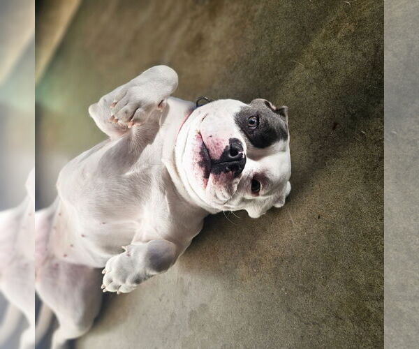 Medium Photo #2 Boxer-Unknown Mix Puppy For Sale in Los Angeles, CA, USA