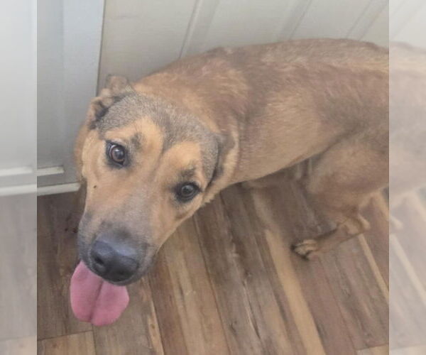 Medium Photo #4 Mutt Puppy For Sale in Woodbury, NY, USA