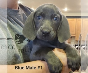 Weimaraner Puppy for sale in BERESFORD, SD, USA