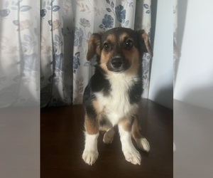 Aussie-Corgi Puppy for sale in DURHAM, CT, USA