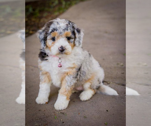 Aussie-Poo-Aussiedoodle Miniature  Mix Puppy for Sale in GRANTS PASS, Oregon USA