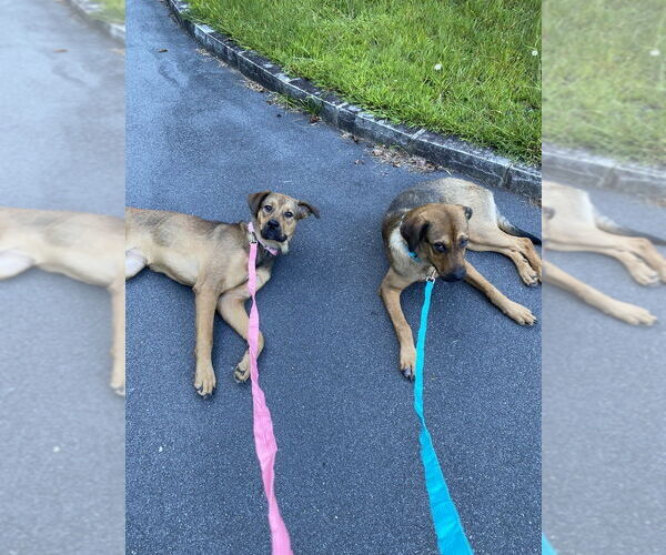 Medium Photo #2 German Shepherd Dog-Unknown Mix Puppy For Sale in Brewster, NY, USA