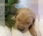 Small Photo #25 Golden Retriever Puppy For Sale in RICHMOND, TX, USA