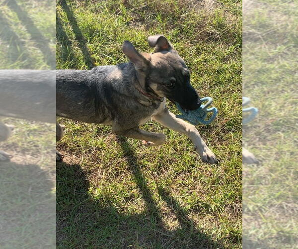 Medium Photo #3 German Shepherd Dog-Unknown Mix Puppy For Sale in Brewster, NY, USA
