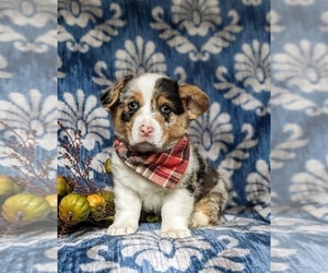Pembroke Welsh Corgi Puppy for sale in ELKTON, MD, USA