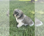 Small Photo #12 Lhasa-Poo Puppy For Sale in CANOGA, NY, USA