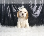 Small #1 Cocker Spaniel
