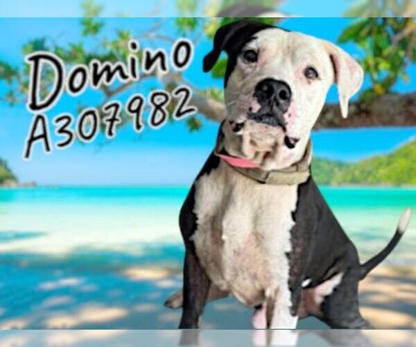 Medium Photo #2 American Pit Bull Terrier Puppy For Sale in St. Cloud, FL, USA