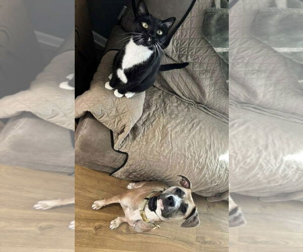 Medium Photo #2 Black Mouth Cur-Unknown Mix Puppy For Sale in Germantown, OH, USA