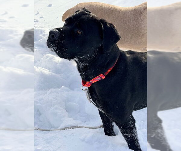 Medium Photo #12 Mutt Puppy For Sale in Belleville, MI, USA