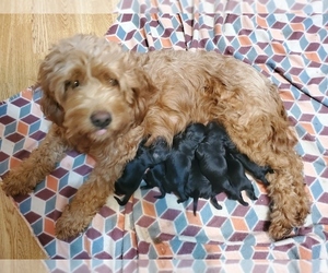 Golden Mountain Doodle Puppy for sale in PLAINFIELD, IN, USA