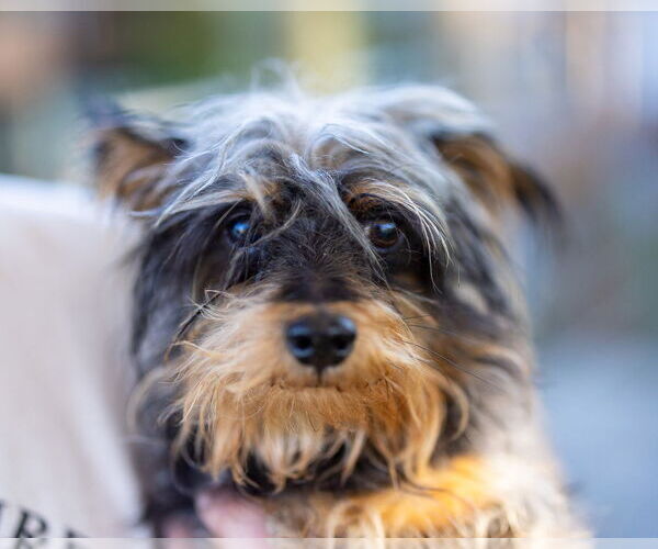 Medium Photo #2 Mutt Puppy For Sale in oakland, FL, USA