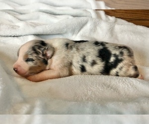 Australian Shepherd Puppy for sale in LODA, IL, USA