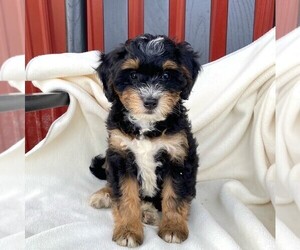 Bernedoodle-Poodle (Miniature) Mix Puppy for sale in FORT PLAIN, NY, USA