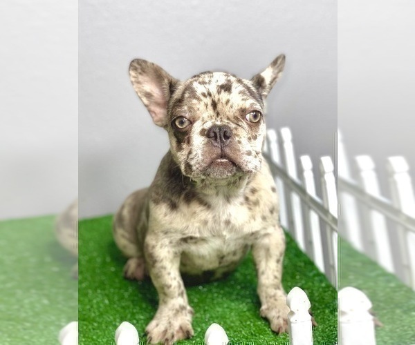 Medium Photo #14 French Bulldog Puppy For Sale in MOBILE, AL, USA