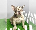 Small Photo #14 French Bulldog Puppy For Sale in MOBILE, AL, USA