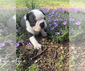 Boston Terrier Puppy for sale in FREDONIA, KS, USA