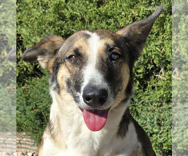 Medium Photo #1 Mutt Puppy For Sale in Albuquerque, NM, USA