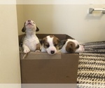 Small Photo #20 Jack Russell Terrier Puppy For Sale in CHANTILLY, VA, USA