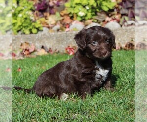 Labrador Retriever-Poodle (Toy) Mix Puppy for sale in MYERSTOWN, PA, USA