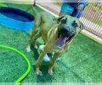 Small #1 Black Mouth Cur Mix