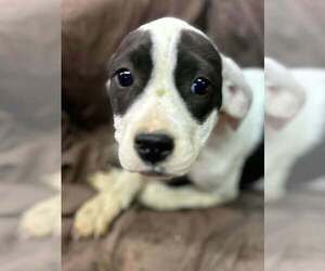Johnson Rs : Raina - Female Australian Shepherd-Boxer Mix Dog for Adoption - Photo #3
