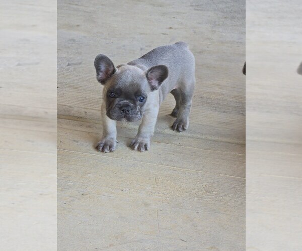Medium Photo #4 French Bulldog Puppy For Sale in GREENEVILLE, TN, USA