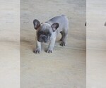 Small #3 French Bulldog