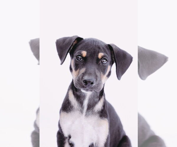 Medium Photo #3 Labrador Retriever-Unknown Mix Puppy For Sale in Princeton, MN, USA