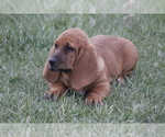Small Photo #5 Basset Hound Puppy For Sale in MEMPHIS, MO, USA