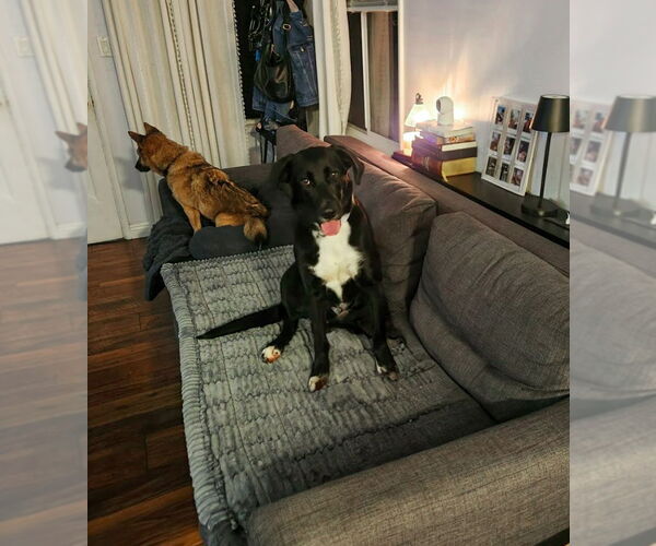 Medium Photo #6 Labrador Retriever-Unknown Mix Puppy For Sale in San Diego, CA, USA