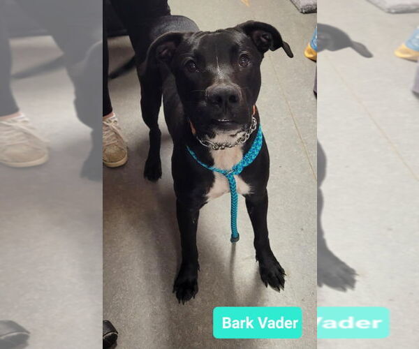 Medium Photo #3 American Pit Bull Terrier-Labrador Retriever Mix Puppy For Sale in Richmond, IN, USA