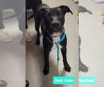 Small #2 American Pit Bull Terrier-Labrador Retriever Mix