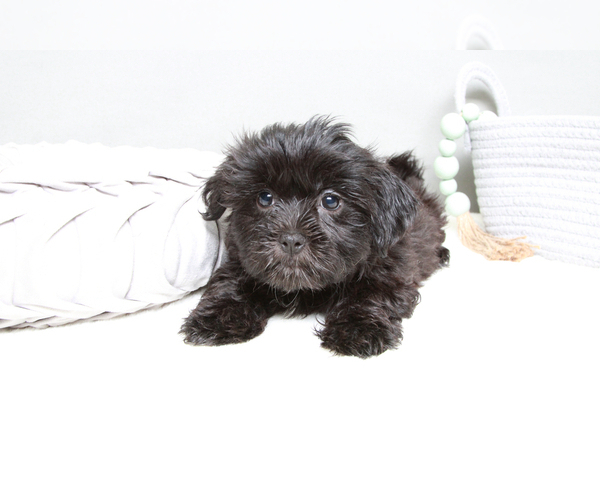 Medium Photo #1 Mal-Shi Puppy For Sale in MARIETTA, GA, USA