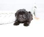 Small Photo #1 Mal-Shi Puppy For Sale in MARIETTA, GA, USA