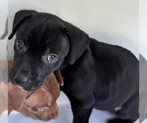 Labrador Retriever Dogs for adoption in Houston, TX, USA