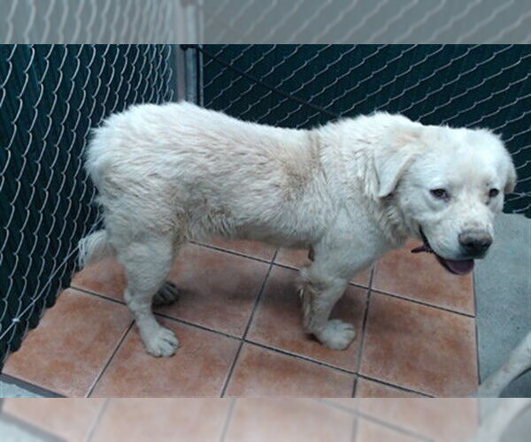 Medium Photo #1 Great Pyrenees-Unknown Mix Puppy For Sale in Downey, CA, USA