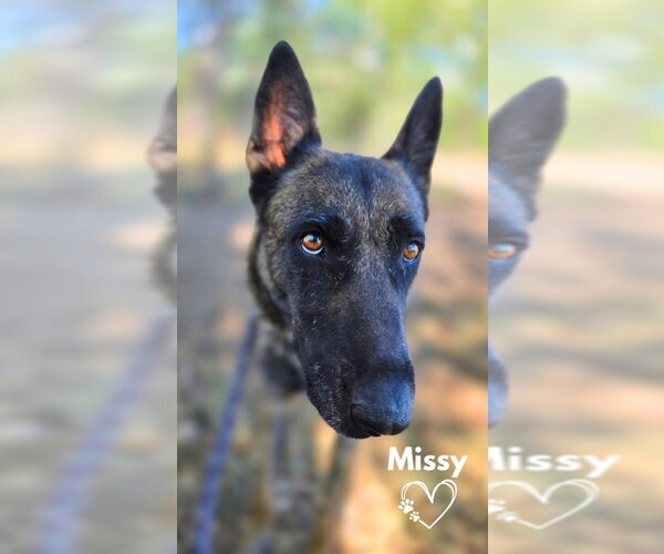 Medium Photo #1 German Shepherd Dog-Unknown Mix Puppy For Sale in Monte Vista, CO, USA