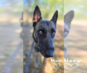 German Shepherd Dog-Unknown Mix Dogs for adoption in Monte Vista, CO, USA