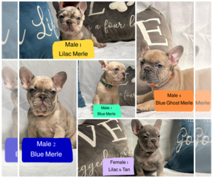 French Bulldog Puppy for sale in MORENO VALLEY, CA, USA