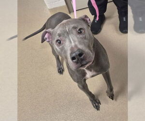 Mutt Dogs for adoption in Decatur, IL, USA