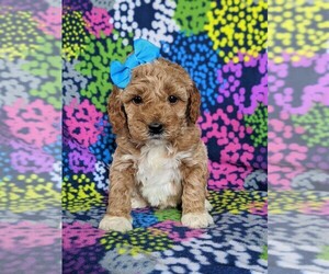 Goldendoodle-Poodle (Miniature) Mix Puppy for sale in KIRKWOOD, PA, USA