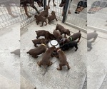 Small Photo #14 Doberman Pinscher Puppy For Sale in HIALEAH, FL, USA