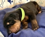 Small Photo #12 Doberman Pinscher Puppy For Sale in MEDFORD, OR, USA